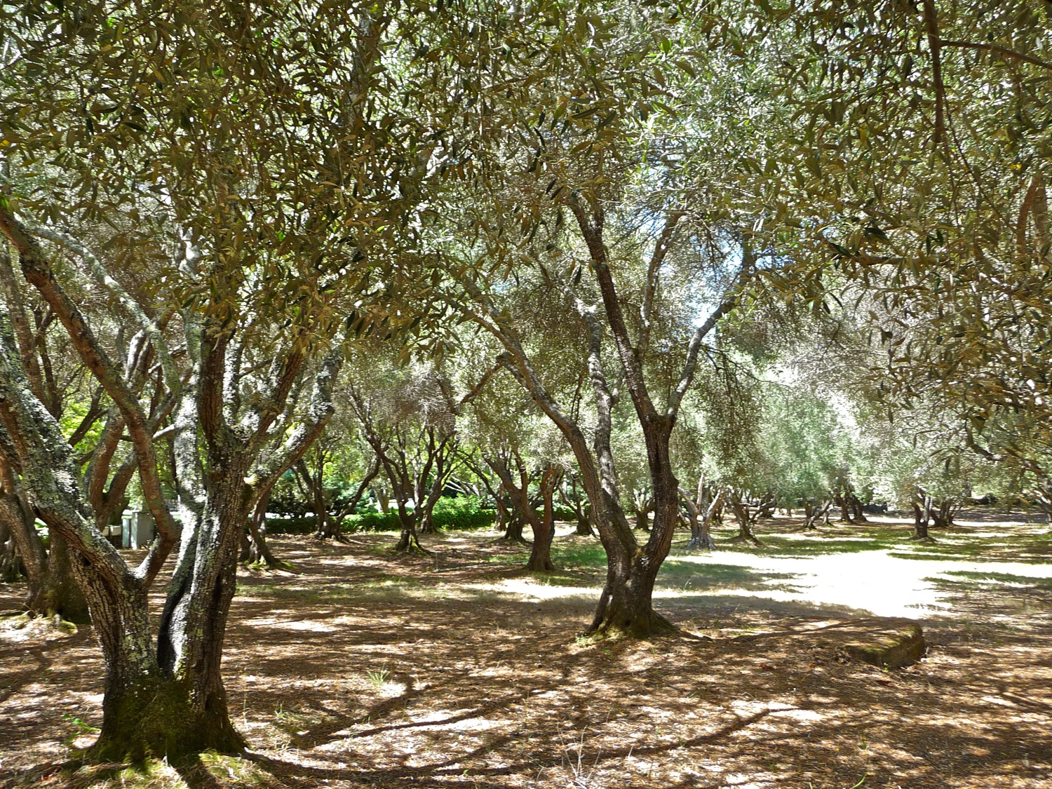 Olive trees in warm light